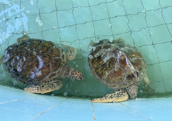 Khao Lak Things to Do