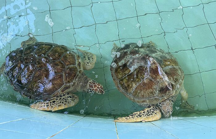 Khao Lak Things to Do