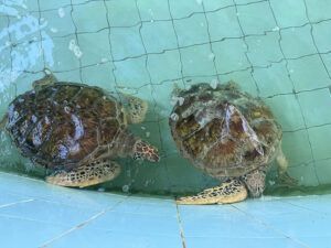 Sea Turtles in Khao Lak