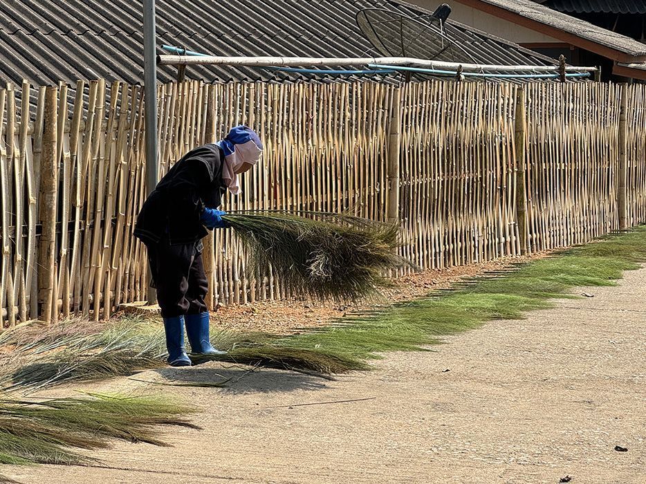 grass broom thailand