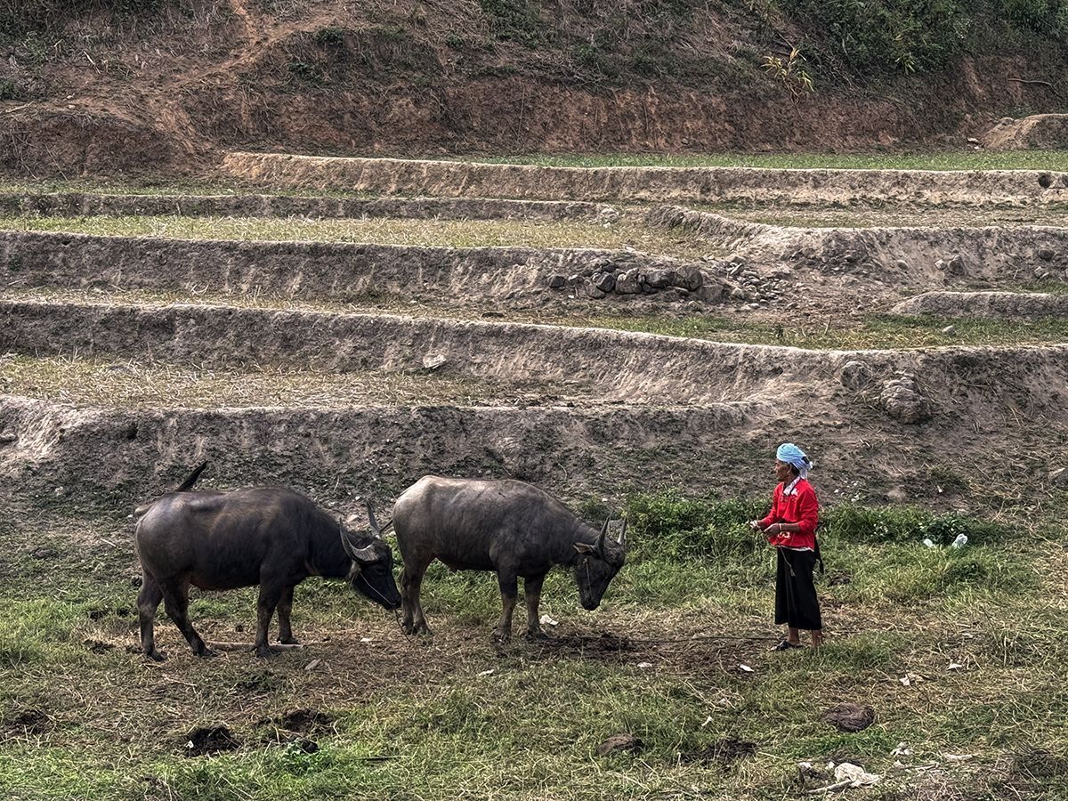siamese buffalo thailand